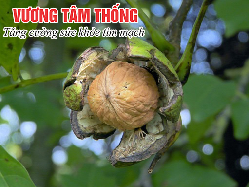 Cây óc chó rừng chữa hở van tim.jpg